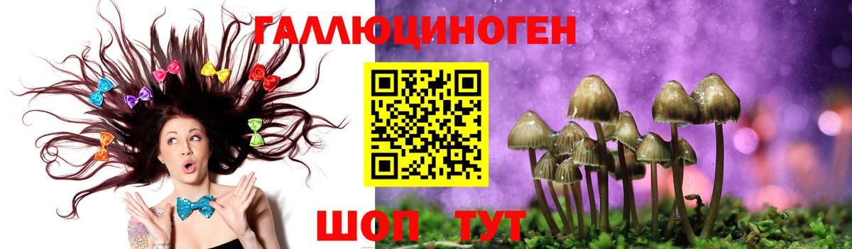 Псилоцибиновые грибы Psilocybe Выборг